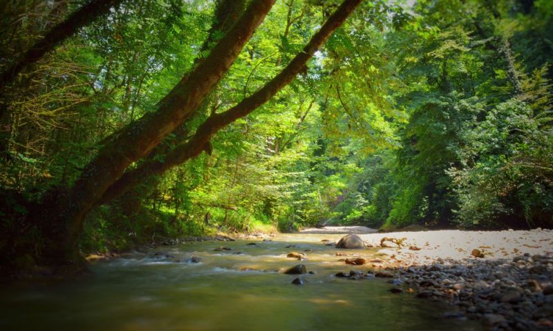 راهنمای کامل سفر به جنگل پلنگ دره