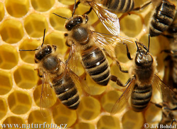 خواص اعجاب انگیز زهر زنبور عسل!