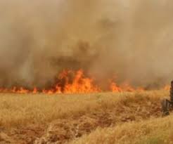 مهار آتش سوزی در منطقه پره های چپاقلی میانکاله