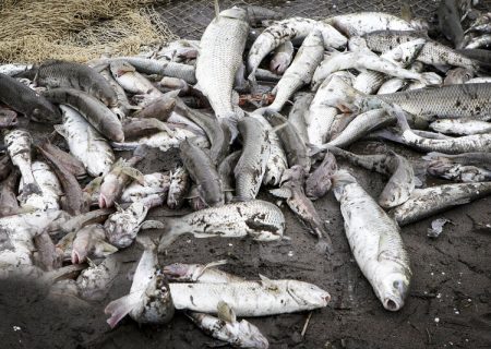 ۴۲۱ تن ماهی استخوانی در تور صیادان مازندرانی