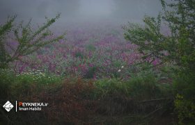گزارش تصویری | سفری رویایی به مزارع گل گاوزبان در مناطق کوهستانی نکا