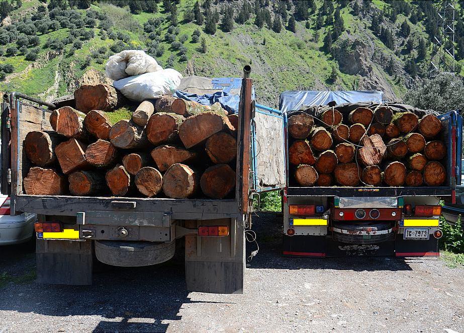 کشف ۷ تن چوب آلات جنگلی قاچاق در نکا