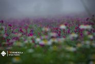 مستند بهشت طلای سرخ و بنفش | بررسی تحقق جهش تولید در کشت گیاه دارویی گل گاوزبان در شهرستان نکا