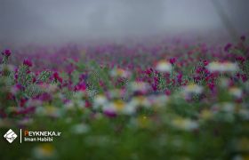 مستند بهشت طلای سرخ و بنفش | بررسی تحقق جهش تولید در کشت گیاه دارویی گل گاوزبان در شهرستان نکا