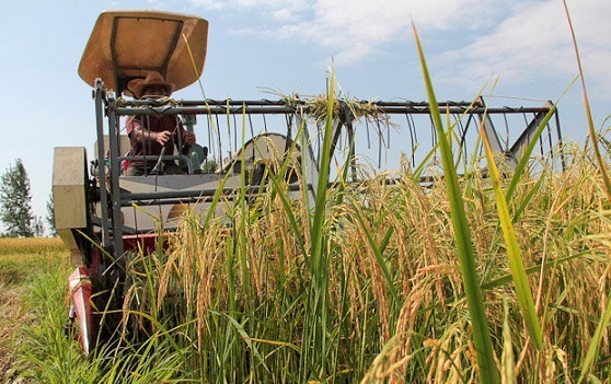 آغاز نخستین برداشت مکانیزه برنج کشور در مازندران