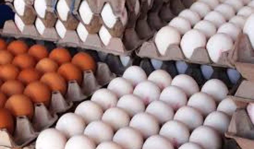 مرکز آمار: تخم مرغ یکماهه بیش از ۴۰ درصد گران شد