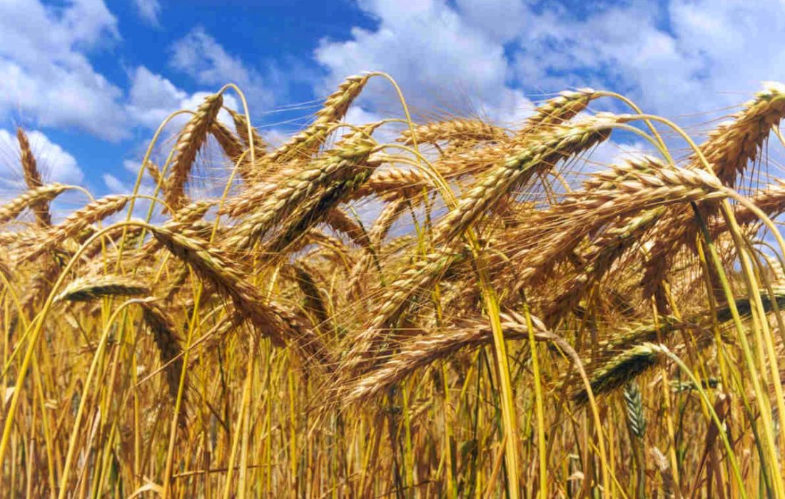 تامین کود برای تولید ۵۲۰۰ تن گندم و ۱۱هزار تن جو در نکا