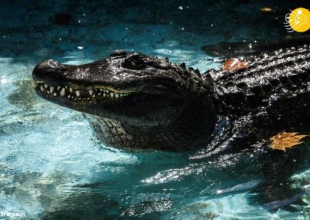 پیرترین تمساح جهان که ازجنگ جهانی جان سالم به در برده +عکس