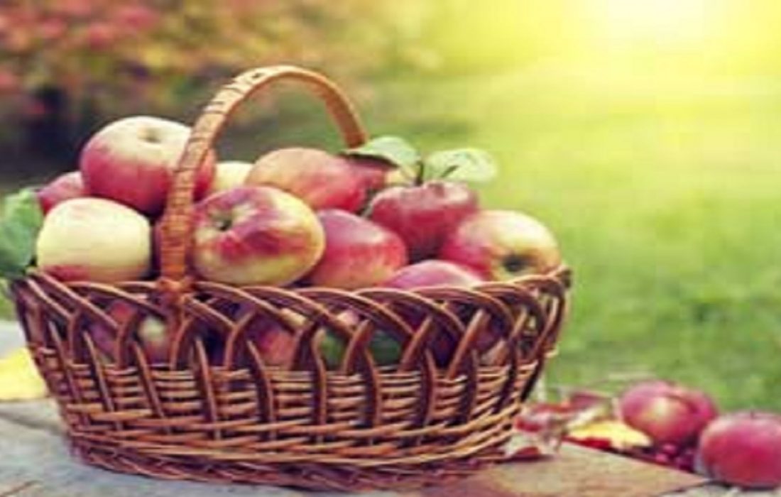پیش بینی برداشت ۳۵ هزار تن سیب در مازندران