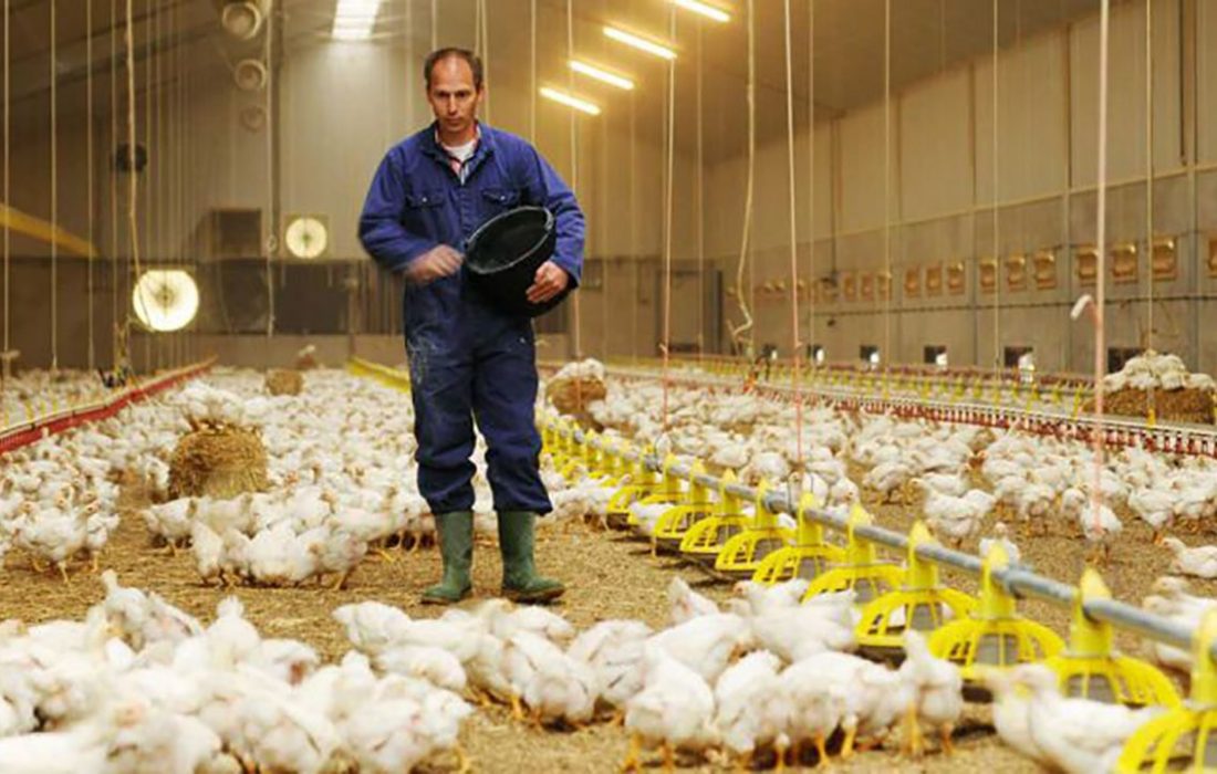 مافیای واردات، پشت پرده بلاتکلیفی صنعت مرغداری/ دولت می‌داند اما چرا قیمت مرغ را کاهش نمی‌دهد؟