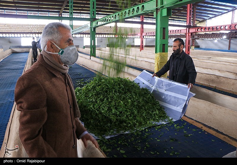 پرداخت ۳۳۴ میلیارد و ۴۰۰ میلیون تومان از مطالبات چایکاران /‌ باغات مخروبه چای احیاء شدند