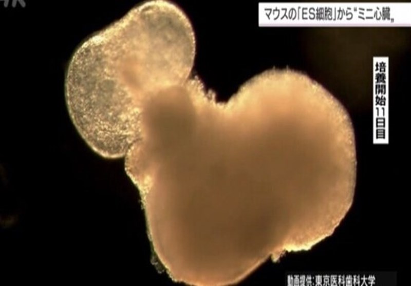 محققان ژاپنی مینی قلب ساختند