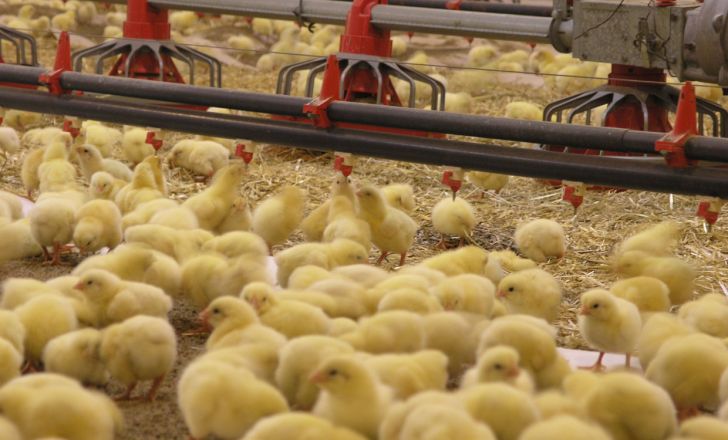جوجه ریزی بیش از ۲ میلیون قطعه‌ای در مرغداری‌های نکا