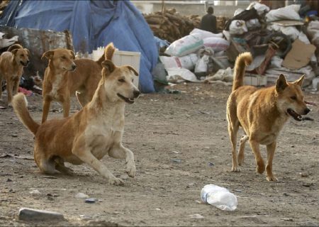 ۱۰ سگ ولگرد پسر بچه ۸ ساله سردشتی را دریدند / دیروز رخ داد