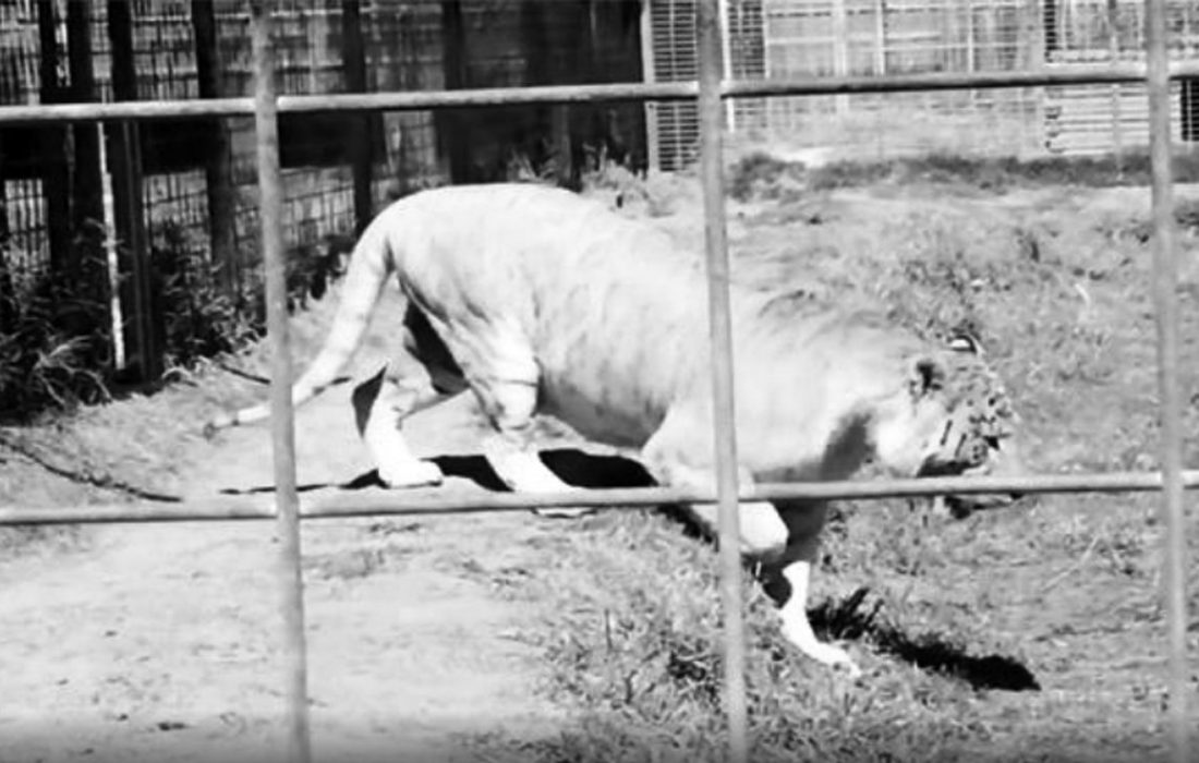 الاغ پیر، شیر باغ وحش مشهد را کشت! +عکس