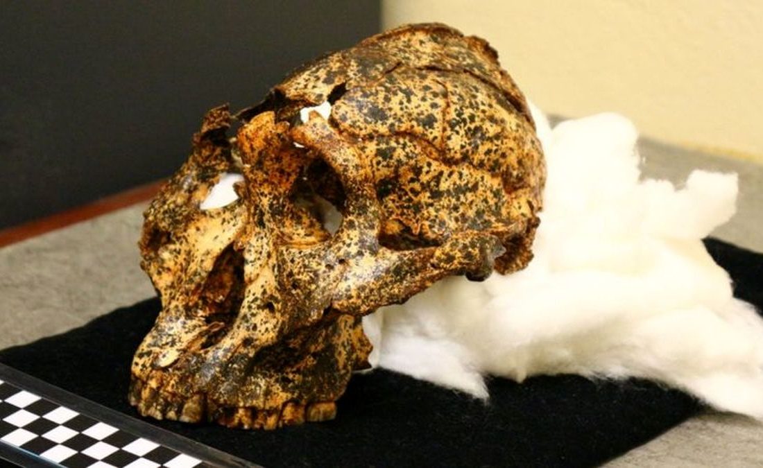 جمجمه دو میلیون ساله عموزاده اجداد انسان پیدا شد