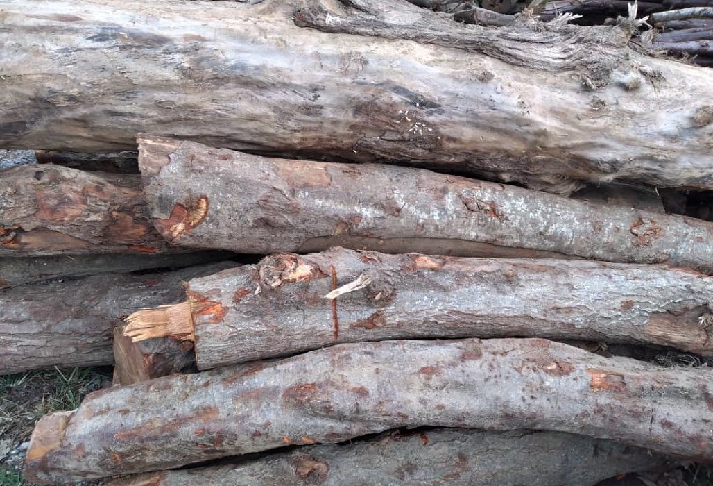 کشف ۴ تن چوب جنگلی قاچاق در ۲ شهر مازندران