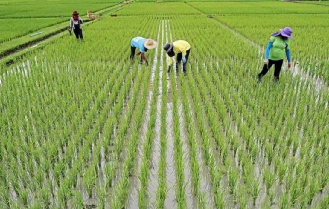 تولید ۹۹۰ هزار تن برنج سفید در مازندران