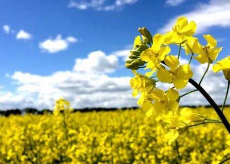 اجرای دو طرح مقایسه‌ای عملکرد ارقام کلزا در نکا