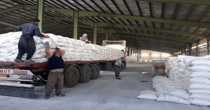 توزیع ۷۹۰ تن کود اوره برای دانه های روغنی در نکا