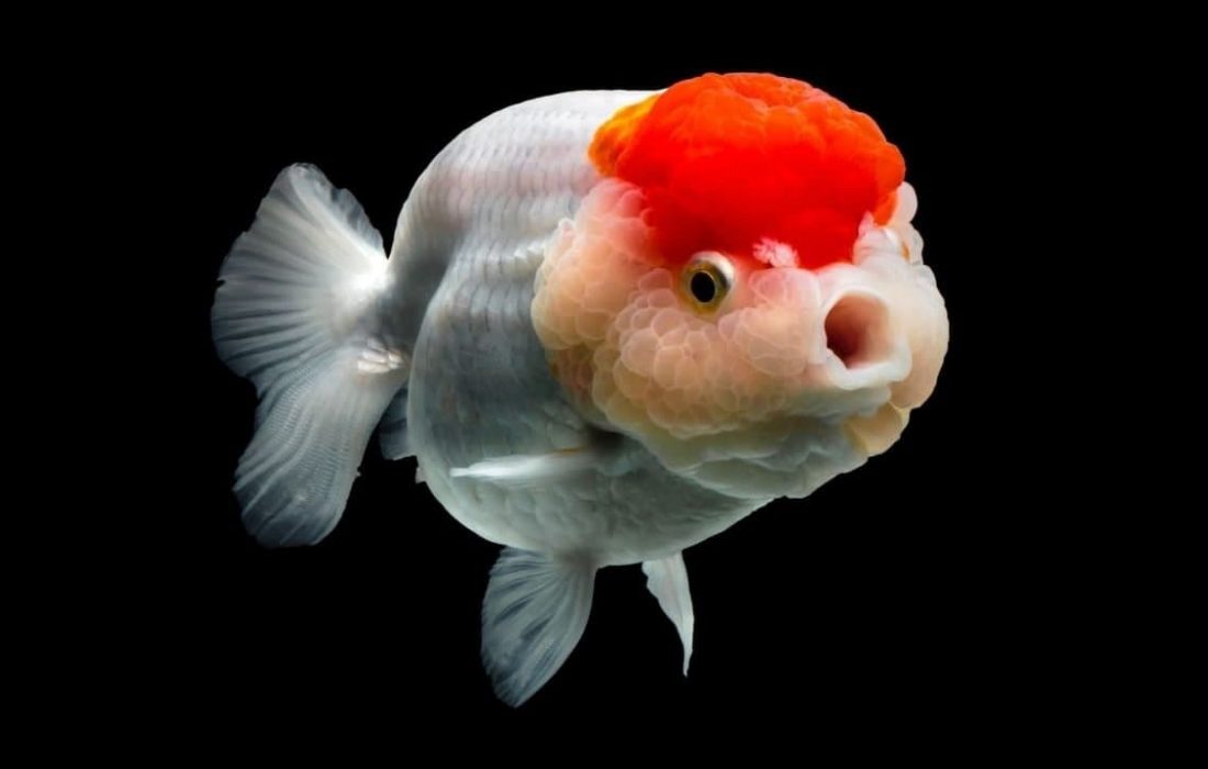 اصول بهداشتی و نگهداری از ماهی قرمز سفره هفت سین