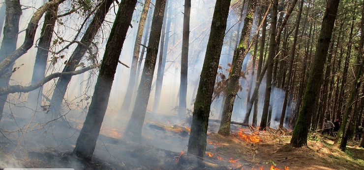 بی‌احتیاطی گردشگران ۳ هکتار از جنگل‌های مازندران را سوزاند