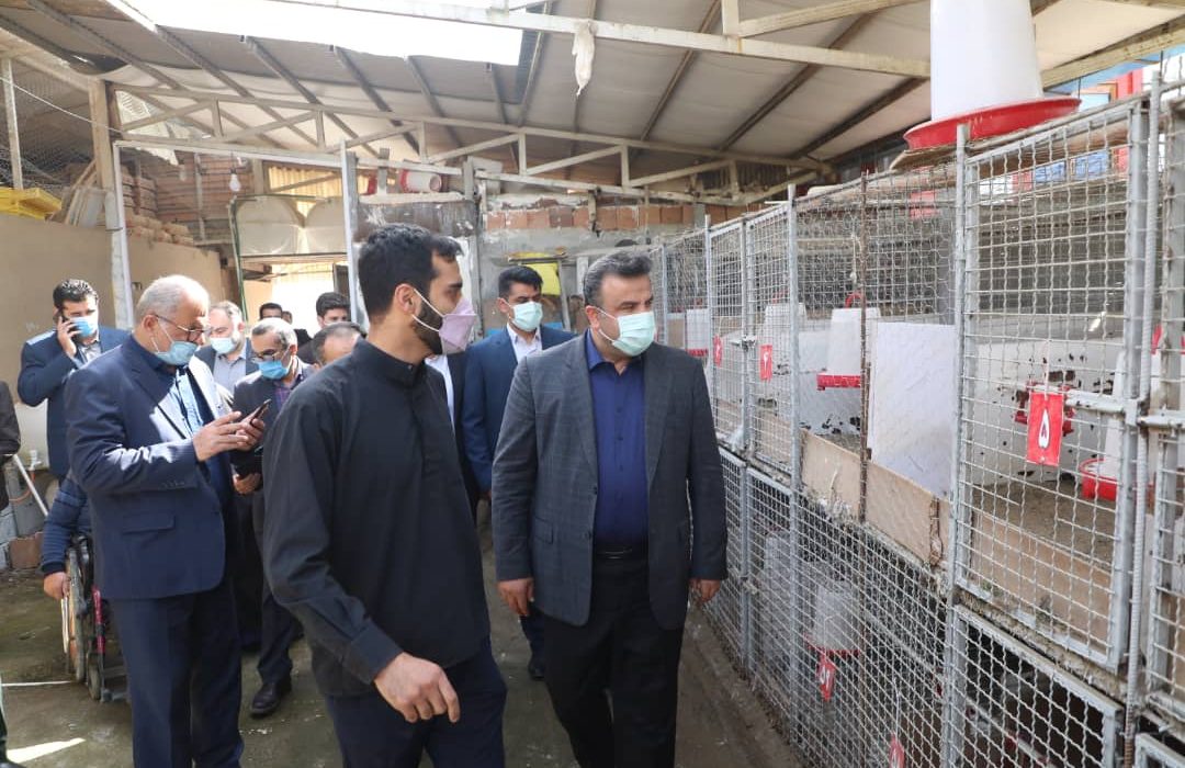 بازدید استاندار مازندران از مجموعه پرورش قرقاول صالح زیراب در شهرستان سوادکوه