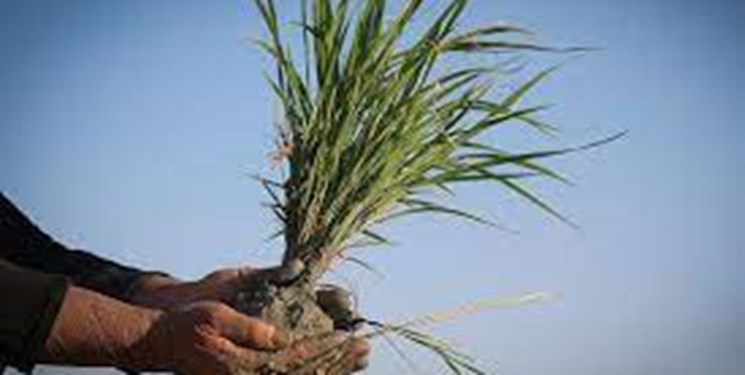نیاز ۲۰هزار تنی استان‌های شمالی به بذر برنج گواهی‌شده/ بذر الیت و سوپر الیت دارای خلوص ۹۸ درصدی است