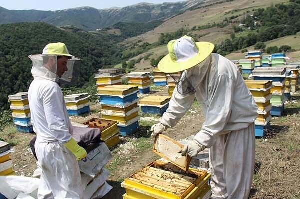 ستاد گرده افشانی برای رونق صنعت زنبورداری در مازندران احیاء شود