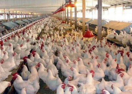 احتکار ۷۰۰ میلیونی مرغ در مازندران