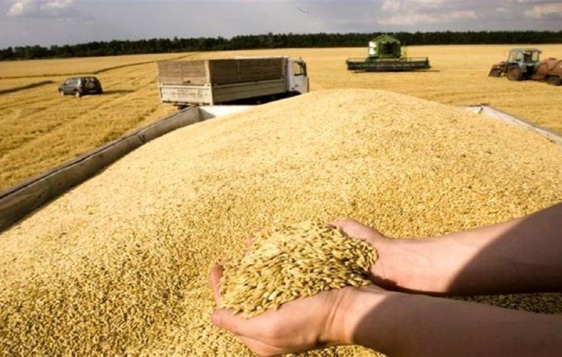 خرید گندم در مازندران از مرز ۱۱ هزار تن گذشت