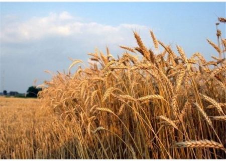 ۳۵۰۰ تن گندم از کشاورزان نکایی خریداری شد