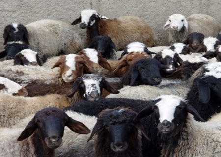 نرخ گوسفند در عید قربان
