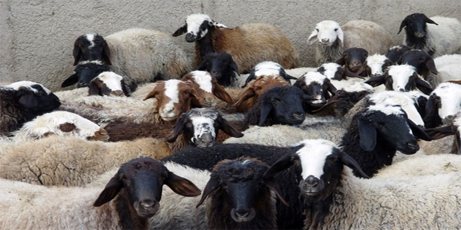 نرخ گوسفند در عید قربان