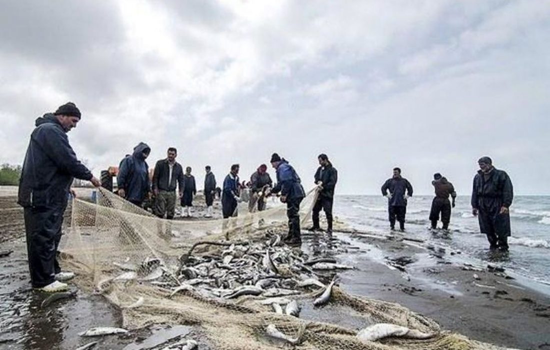 صید ۲۱۵ تن ماهی استخوانی در مازندران