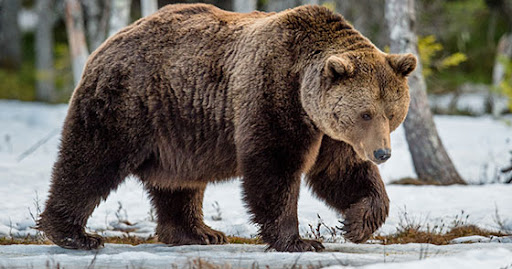 شکار بیرحمانه یک خرس قهوه ای توسط یک زوج در نکا