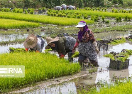 ۲۵درصد کشت قراردادی برنج در مازندران محقق شد