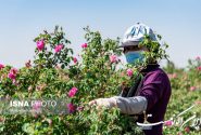 دستیابی به نتایج خوب در زمینه پرورش گیاهان دارویی در استان مازندران