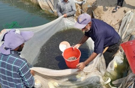 رهاسازی بیش از ۲۸ میلیون قطعه بچه ماهی در مازندران