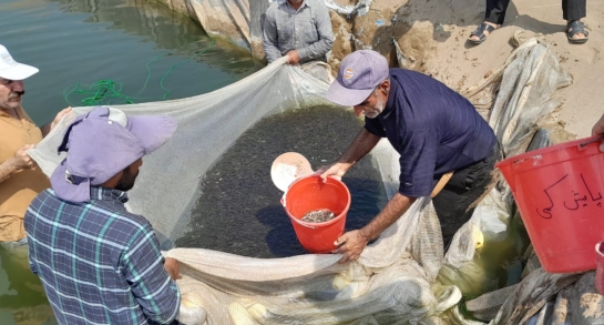رهاسازی بیش از ۲۸ میلیون قطعه بچه ماهی در مازندران