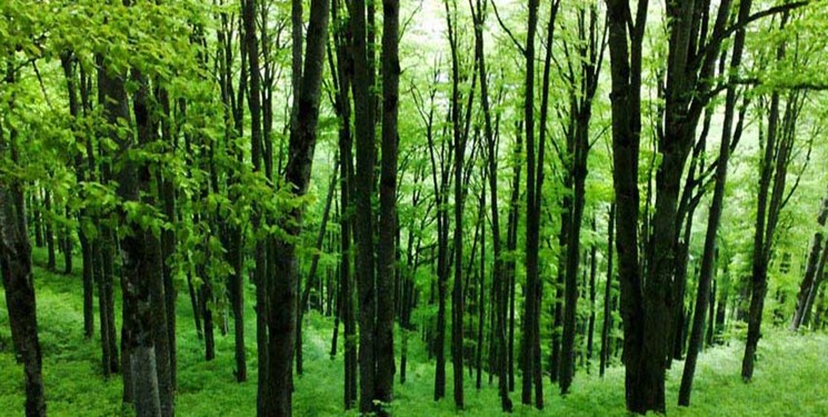اجرای طرح فنی حفاظتی در جنگل‌های هیرکانی از هفته آینده