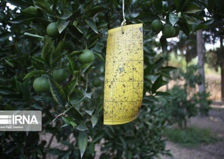 ردیابی مگس میوه مدیترانه‌ای در ۴۰۵۰ هکتار از باغ‌های نکا