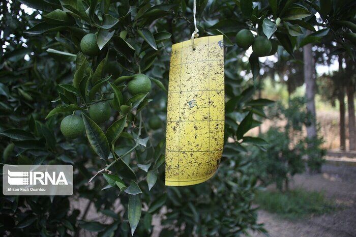 ردیابی مگس میوه مدیترانه‌ای در ۴۰۵۰ هکتار از باغ‌های نکا