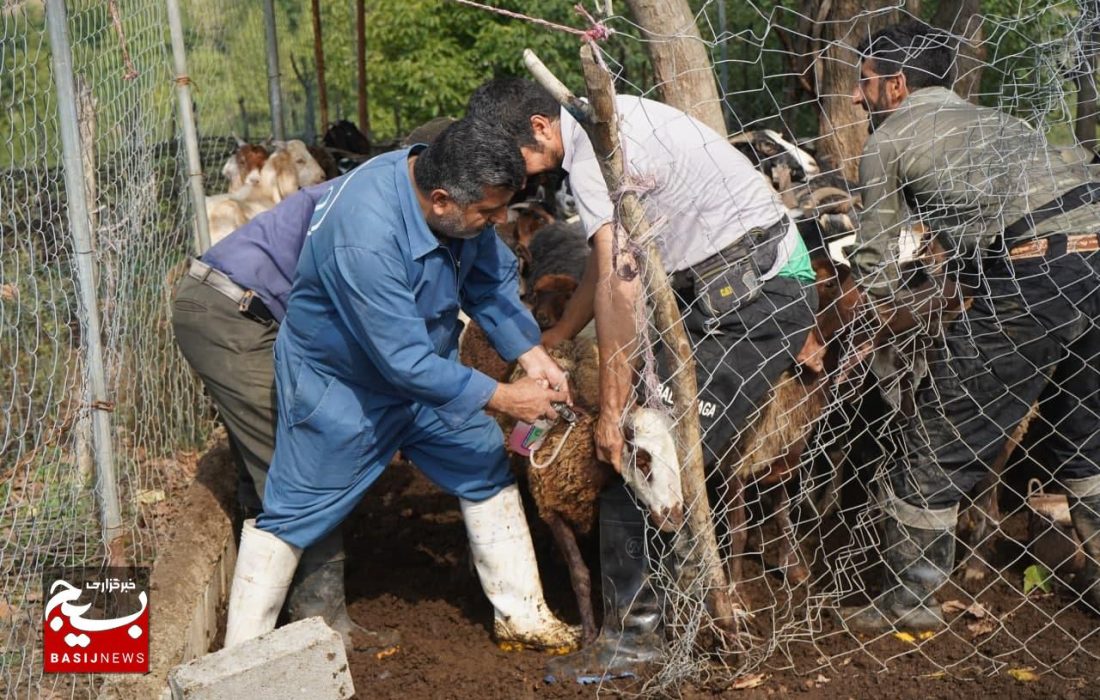 کاروان خدمات دامپزشکی؛ این بار روستای کچپ‌ محله هزارجریب نکا