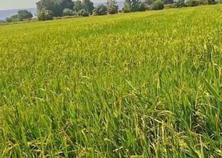 تحولی سبز در شالیزارهای بهشهر رقم خورد
