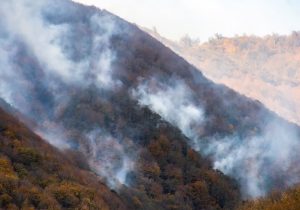 آتش سوزی جنگل های نکا مهار شد