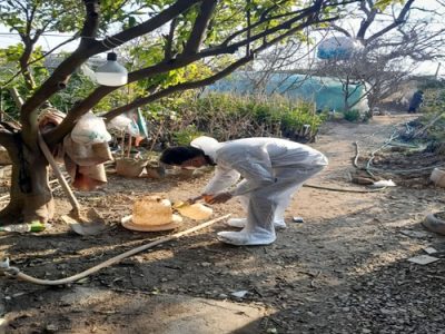 واکسیناسیون سراسری طیور بومی در نکا همزمان با دهه فجر آغاز شد