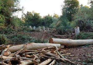 عامل قطع درختان جنگلی در نکا دستگیر شد